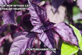 Arapgir Mor Reyhan Çayı Faydaları Nelerdir?