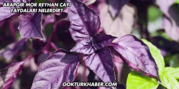 Arapgir Mor Reyhan Çayı Faydaları Nelerdir?