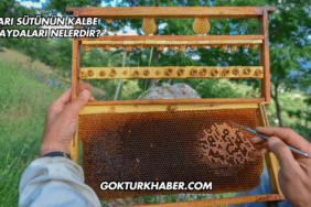 Arı Sütünün Kalbe Faydaları Nelerdir?