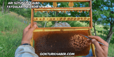 Arı Sütünün Kalbe Faydaları Nelerdir?