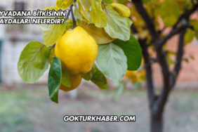 Ayvadana Bitkisinin Faydaları Nelerdir?