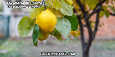 Ayvadana Bitkisinin Faydaları Nelerdir?