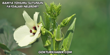 Bamya Tohumu Suyunun Faydaları Nelerdir?