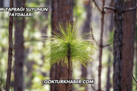 Çam Yaprağı Suyunun Faydaları