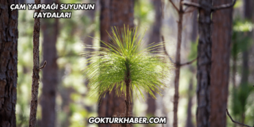 Çam Yaprağı Suyunun Faydaları