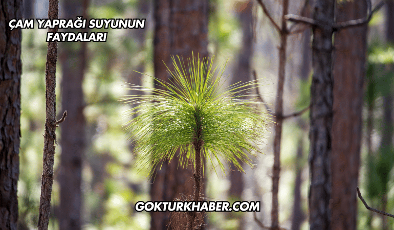 Çam Yaprağı Suyunun Faydaları