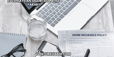 Evcil Hayvan Sigortası Ne İşe Yarar?