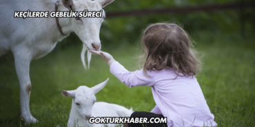 Keçilerde Gebelik Süreci