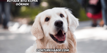 Rüyada Bitli Köpek Görmek