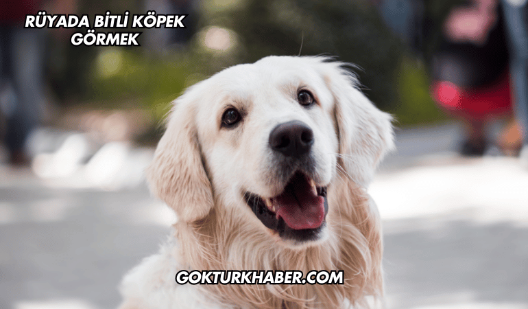 Rüyada Bitli Köpek Görmek
