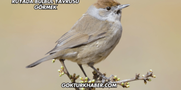 Rüyada Bülbül Yavrusu Görmek