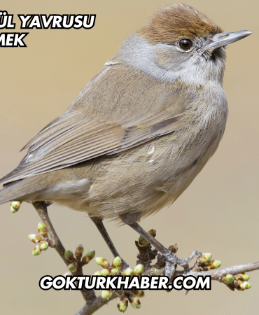 Rüyada Bülbül Yavrusu Görmek