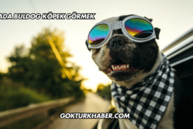 Rüyada Buldog Köpek Görmek