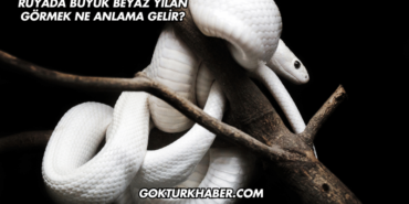 Rüyada Büyük Beyaz Yılan Görmek Ne Anlama Gelir?