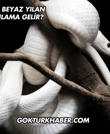 Rüyada Büyük Beyaz Yılan Görmek Ne Anlama Gelir?